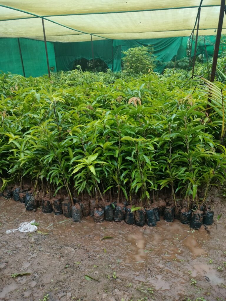 Mango Grafts