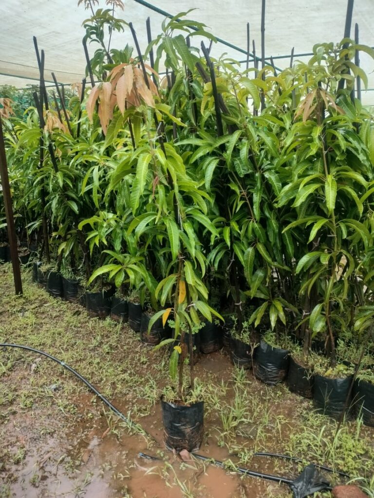 Umai Nursery